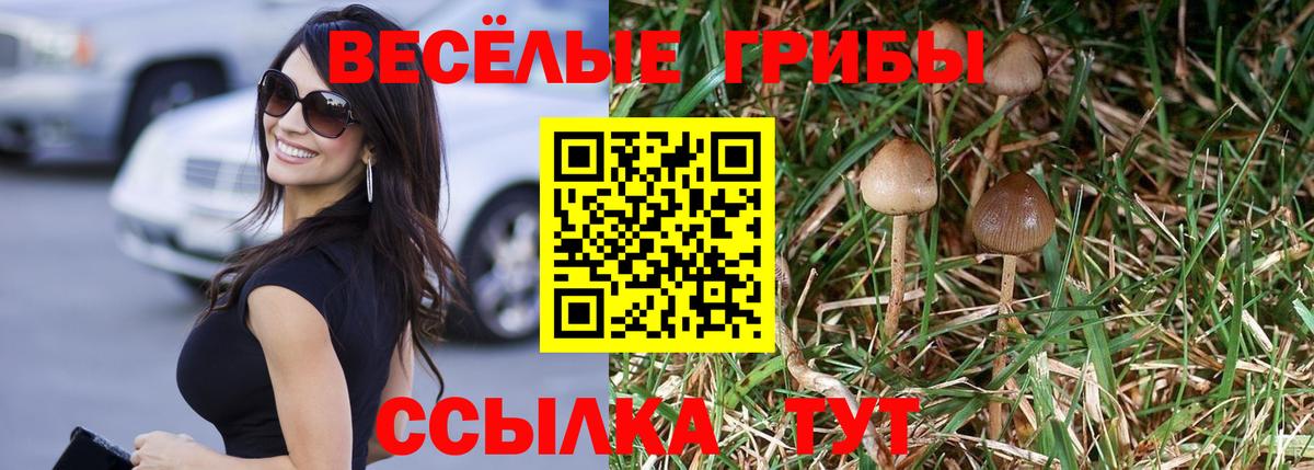 Псилоцибиновые грибы GOLDEN TEACHER Шатура